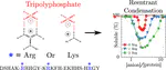 Impact of Arginine–Phosphate Interactions on the Reentrant Condensation of Disordered Proteins