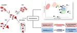 Chemometrics in Protein Formulation: Stability Governed by Repulsion and Protein Unfolding